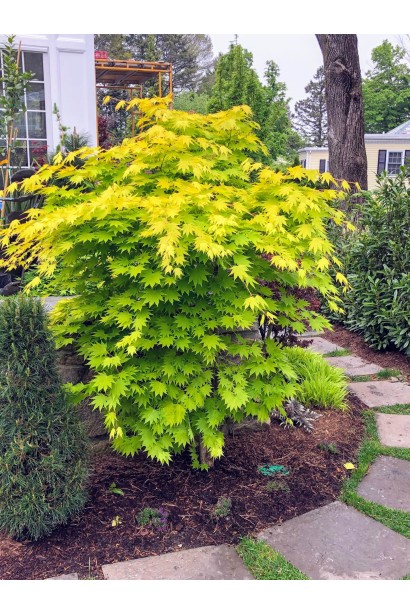 Клен японський Джордан в ландшафті